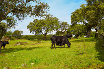 fighting bull grazing in Extremadura dehesa