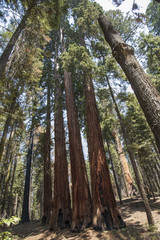 Fototapeta premium sequoia National Park