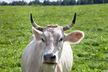 face of cow that  watching on photographer	