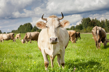 herd of cows in field. One of them looks in the camera