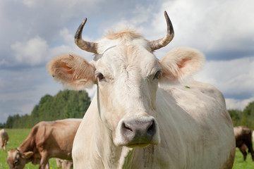 Face of  cow in front of blu sky  on  field of  green grass . Cow is  watching on photographer	