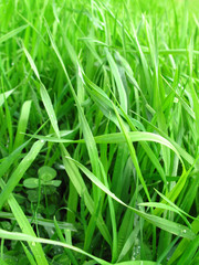 green grass