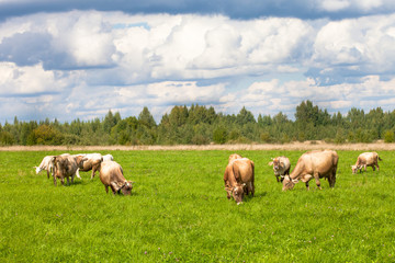 Fototapeta na wymiar herd of cows in field of grass in the countryside