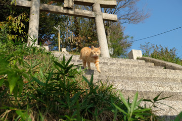 猫がたくさんいる島　男木島　豊玉姫神社にて
