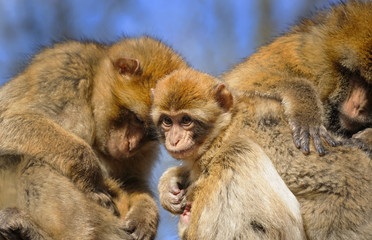 Portrait of a young Barbary macaque sitting between two adult monkeys