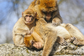 Group portrait of young Barbary macaque with two adult females