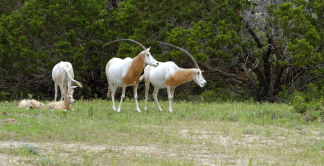 Obraz na płótnie Canvas Scimitar-Horned Oryx antelopes and young in grassland at a treeline