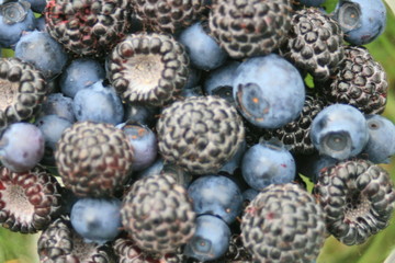 Schwarze Himbeeren   und Heidelbeeren, 