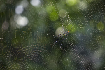 A giant spider in spider web on green natural background