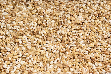 cereali in primo piano