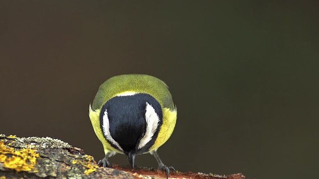 Great Tit, parus major, Male with Seed in its Beak, Taking off from Branch, Normandy, Slow motion