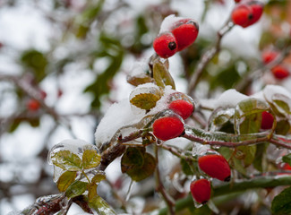 The first kiss of winter -  red berries on dark background ... Freezing rain, natural disasters 