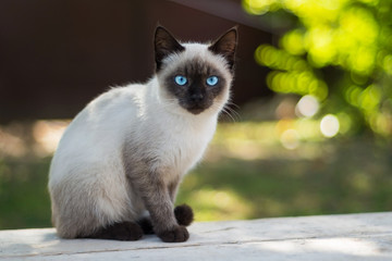 Blue eyed cat looks at the camera