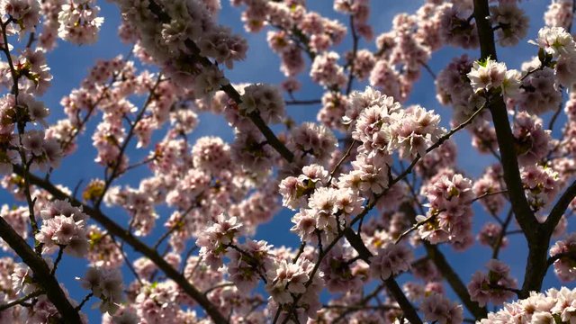 Kirschbaum in voller Bl&uuml;te
