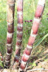 fresh sugar cane in garden.