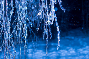 winter night Trees in ice