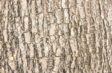 Texture of old tree trunk cracked,closeup shot for background.