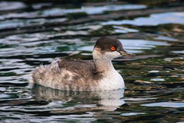 Portrait of an adult black-necked grebe (Podiceps nigricollis) i
