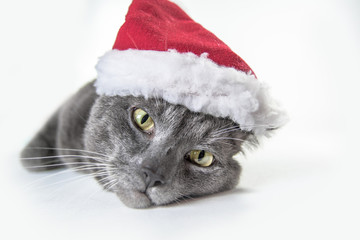 beautiful gray cat and New Year's cap white isolated