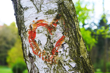 Red heart shape on cracked birch tree bark in park. Symbol of true love - in sickness and in health, in good times and in bad, and in joy as well as in sorrow. Broken heart idea.