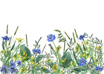 Panoramic view of wild meadow flowers and grass on white background. Horizontal border with flowers and herbs. Watercolor hand painting illustration.