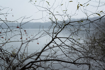 Fototapeta na wymiar Branch of bare tree. Berries and leaves on it. Seasonal atmosphere of autumn / fall and coming winter. Bad foggy weather with heavy overcast. Very low depth of field