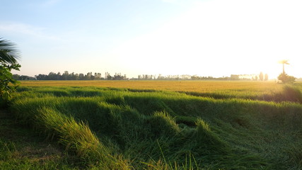 cornfield with sunset