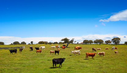 Naklejka na ściany i meble Salamanca grassland cows cattle in Dehesa