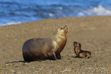 Fototapeta premium Sea Lion , Patagonia , Argentina