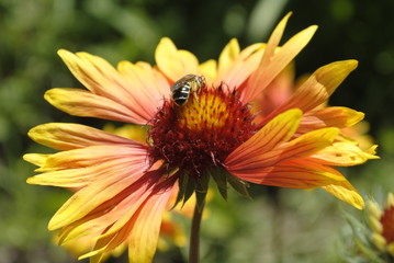bee on orange flower