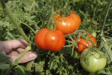 tomatoes on a branch