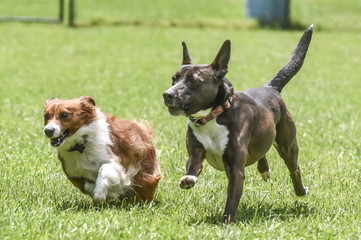DOG PARK MUTTS DOG RUNNING