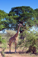 girafon dans la savane