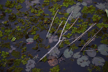 Dirty water plant in the pond
