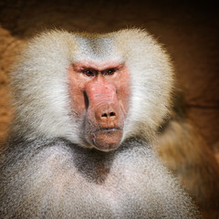Portrait of adult male hamadryas baboon