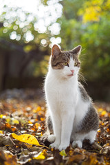 Naklejka na ściany i meble Cat sits on fallen leaves in autumn