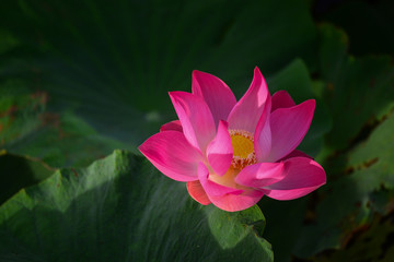 Pink lotus or waterlilly on the pong with morning light