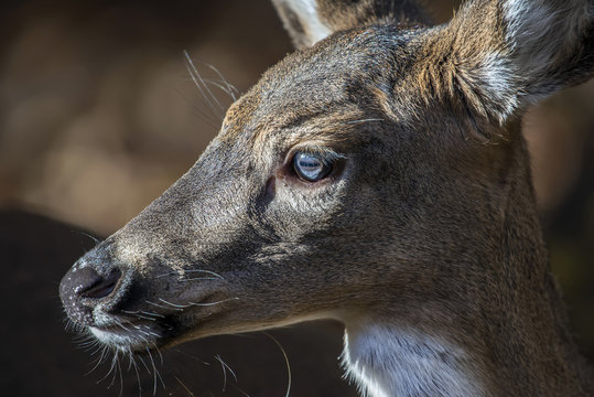 Fototapeta White Tailed Deer Facial Profile Closeup Portrait