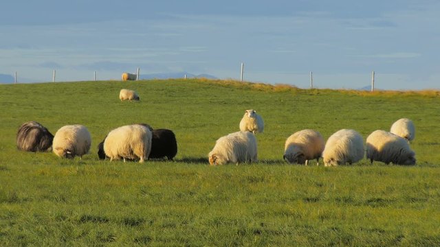 flock of black, grey and white sheep is feeding on bright green field in fall in Iceland