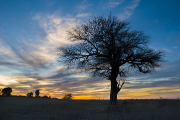 Fototapeta na wymiar Pampas , Landscape, La Pampa, Argentina