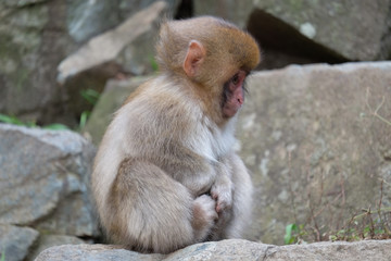 Fototapeta premium 子猿 地獄谷にて 