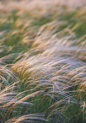 Field with wild grasses at sunset. Selective focus.
