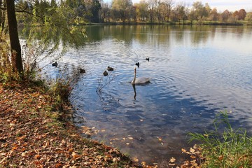 Swans and ducks on a lake in late autumn. Lake Salzachsee, Salzburg, Austria, Europe.