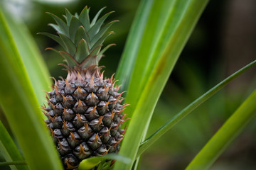 Fototapeta premium Pineapple tree
