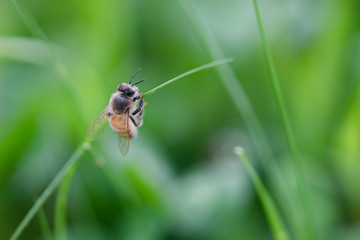 草に止まるミツバチ