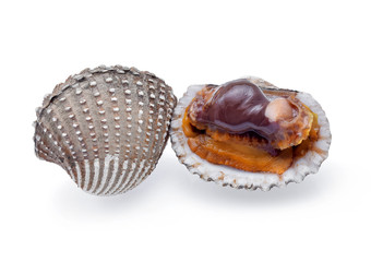 fresh cockles seafood on white background
