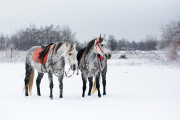 Grey horses on white snow