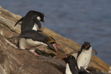 Naklejka premium Lone Macaroni Penguin (Eudyptes chrysolophus) amongst a large group of Rockhopper Penguins (Eudyptes chrysocome) on a cliff leading to the sea on Saunders Island on the Falkland Islands.