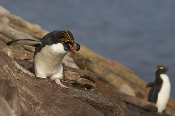 Lone Macaroni Penguin (Eudyptes chrysolophus) amongst a large group of Rockhopper Penguins (Eudyptes chrysocome) on a cliff leading to the sea on Saunders Island on the Falkland Islands. © JeremyRichards