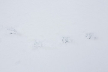 кошачьи следы на снегу